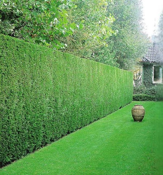 Gradinarit  Gazon Garduri Vii