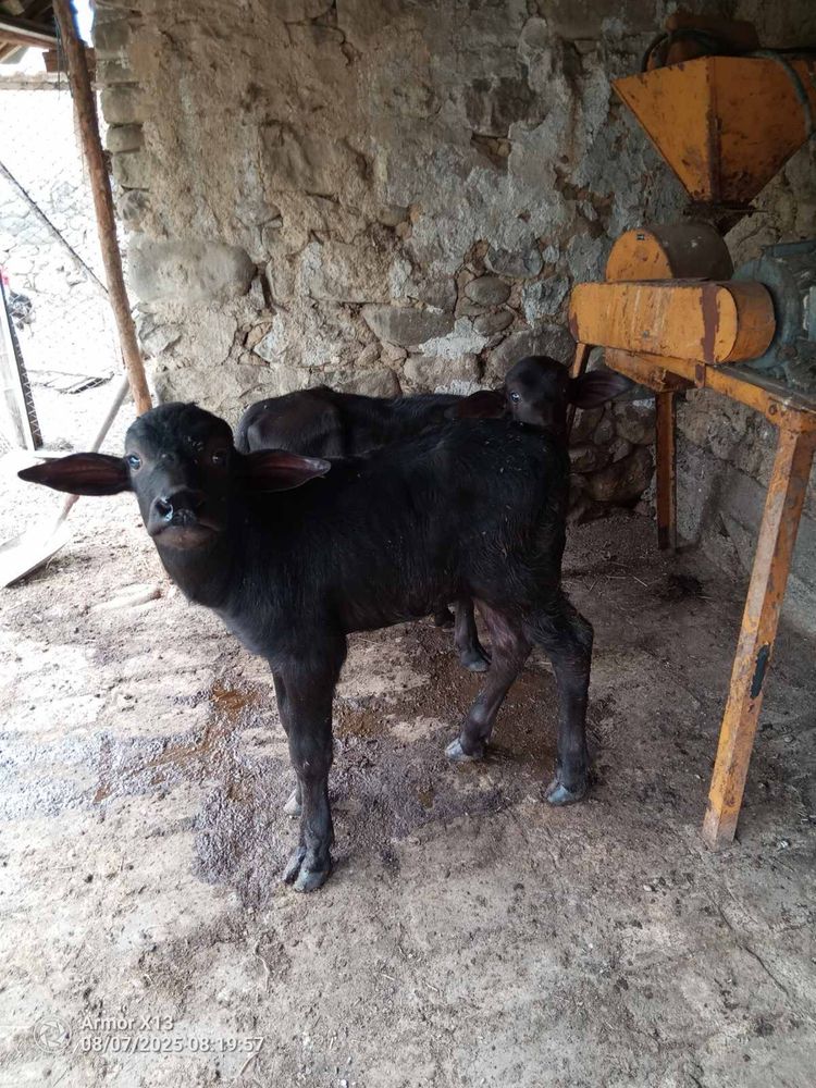 Продавам две малачета