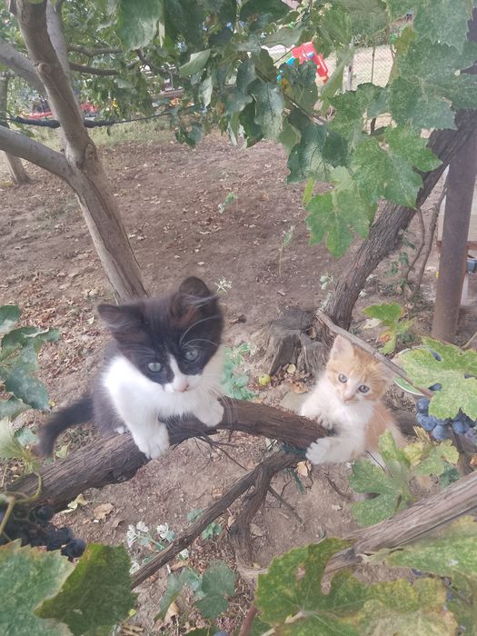 Подарявам две котенца на два месеца