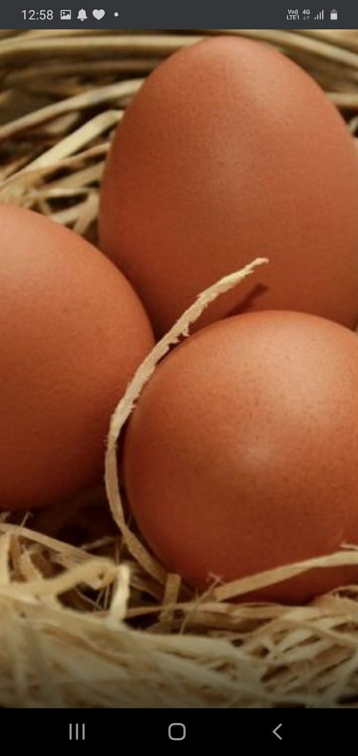 Ouă bio de la găini crescute în curte,hrānite cu grâu,porumb si iarbā