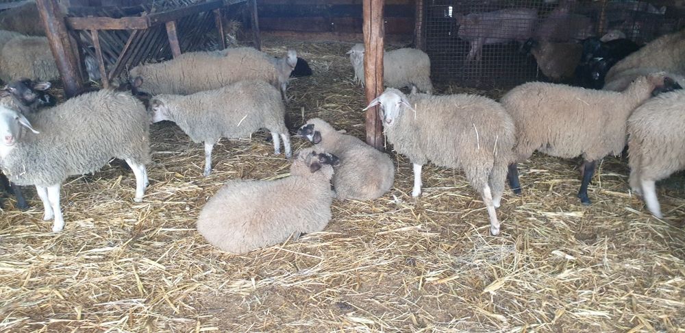 Berbecuț,  carlani , miei de crescu sau sacrificat