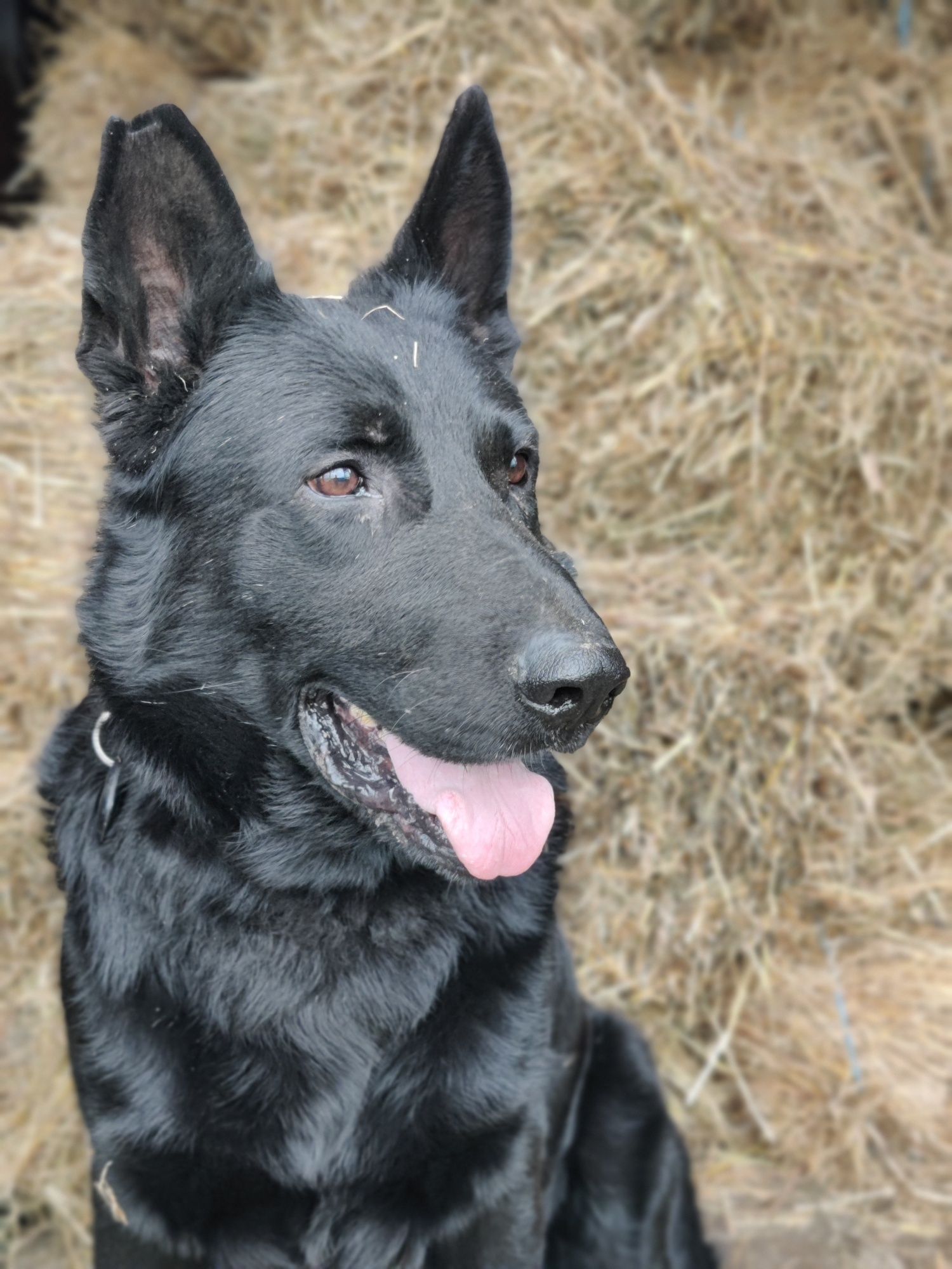 Ciobanesc german negru