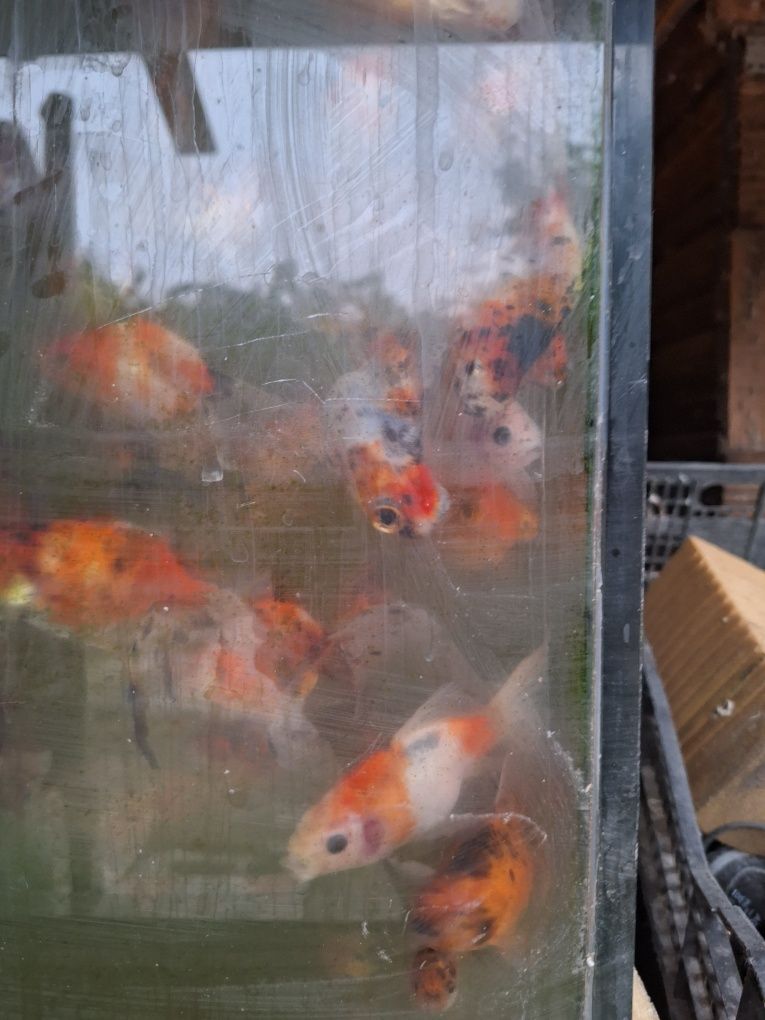 Pesti carasi de vânzare