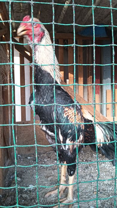 Хуроз сотилади .