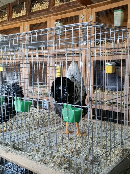 Cocos wyandotte argintiu