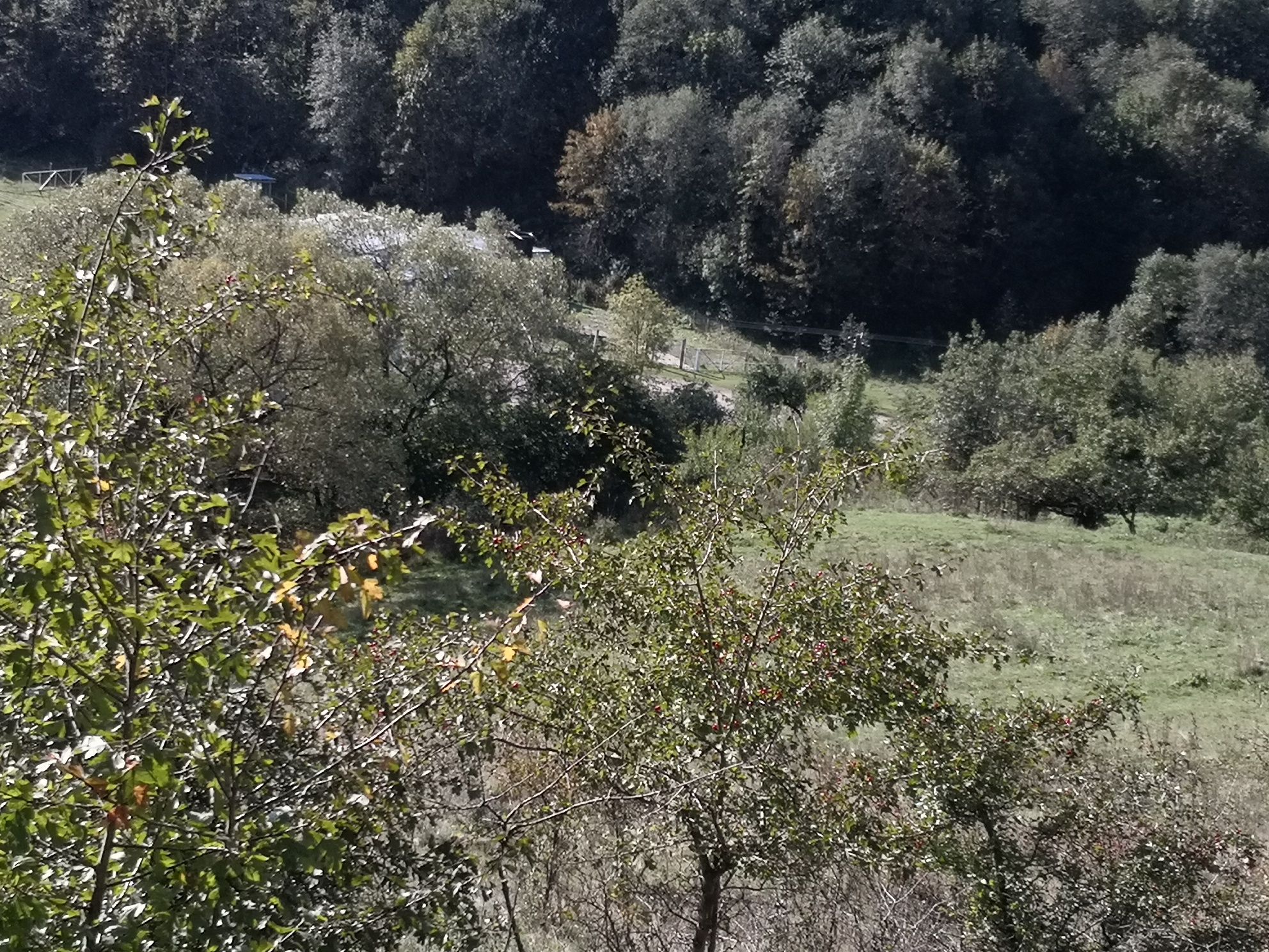 Vând teren Rosia Montană