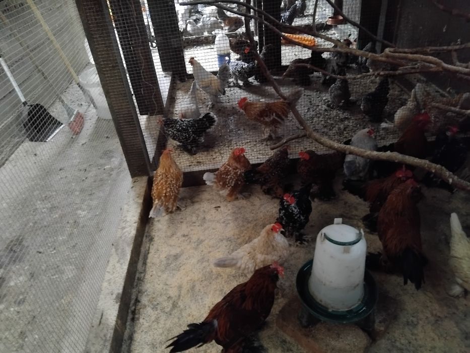 Mii de flori  rasa pură