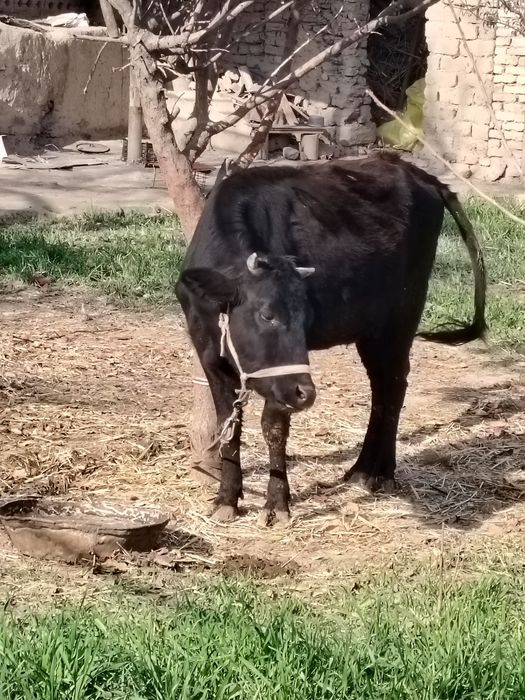 Сигир сотилади. Согиладиган