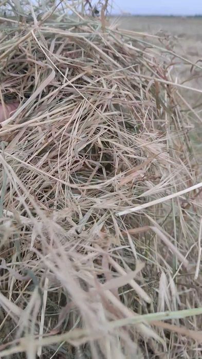 Baloți rotunzi de iarbă, fân 1,7x1,2 m