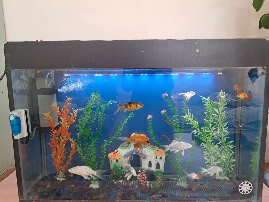 Akvarium baliqlari