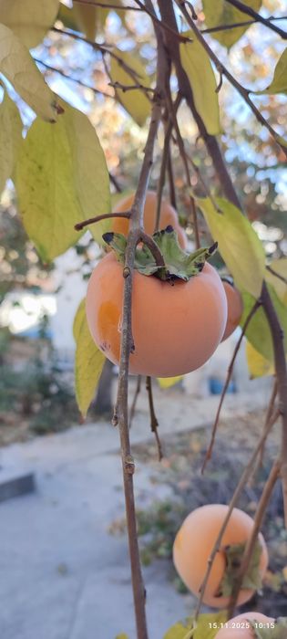 Хурма зимняя, hurmo qishlik, шоколад эмас