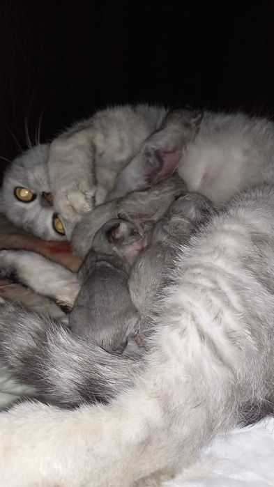 Котята от британка