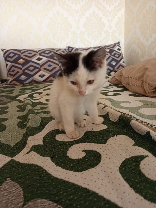 Котята ищут любящие дома!