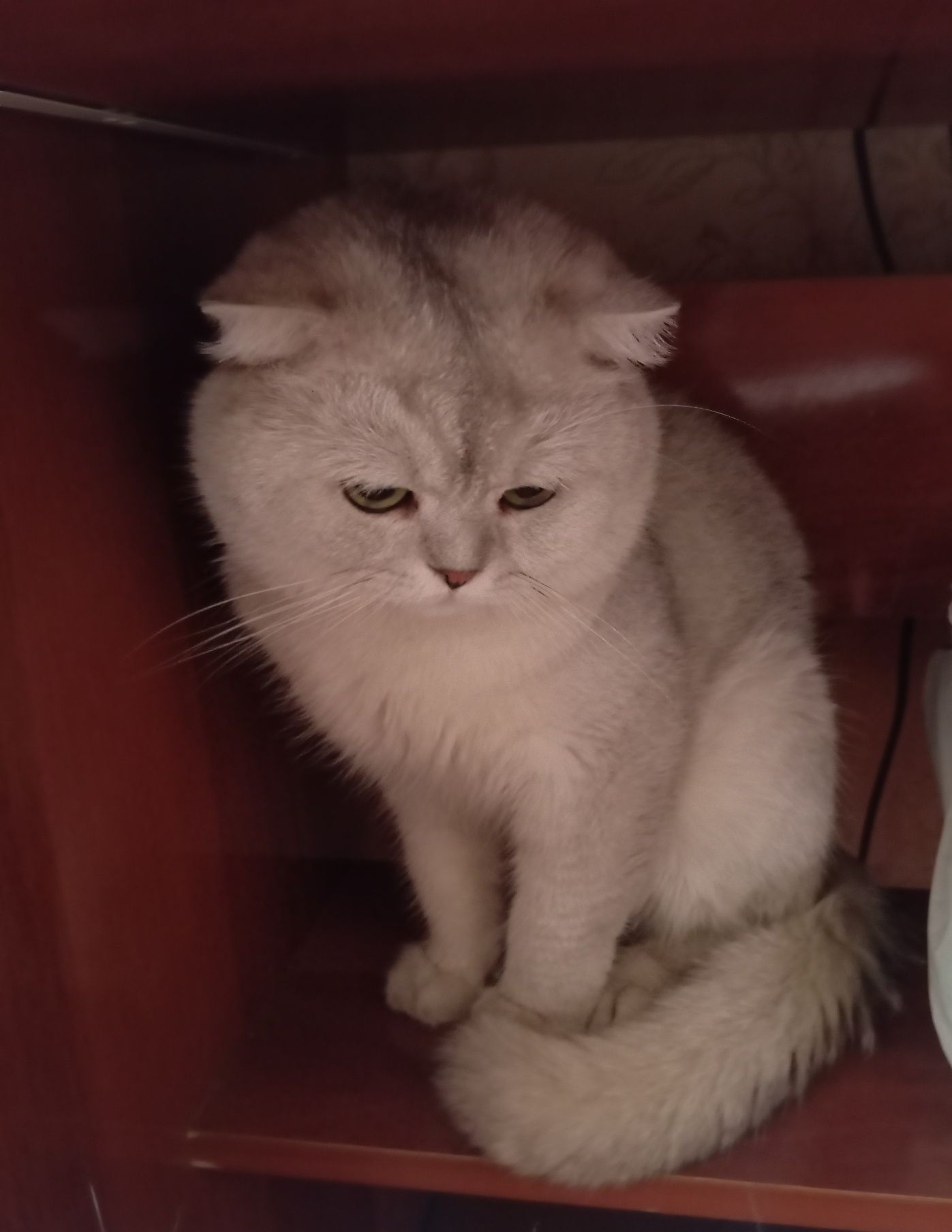 кот на вязку серебряная шиншилла