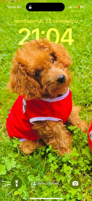 Пудел Той……………………………