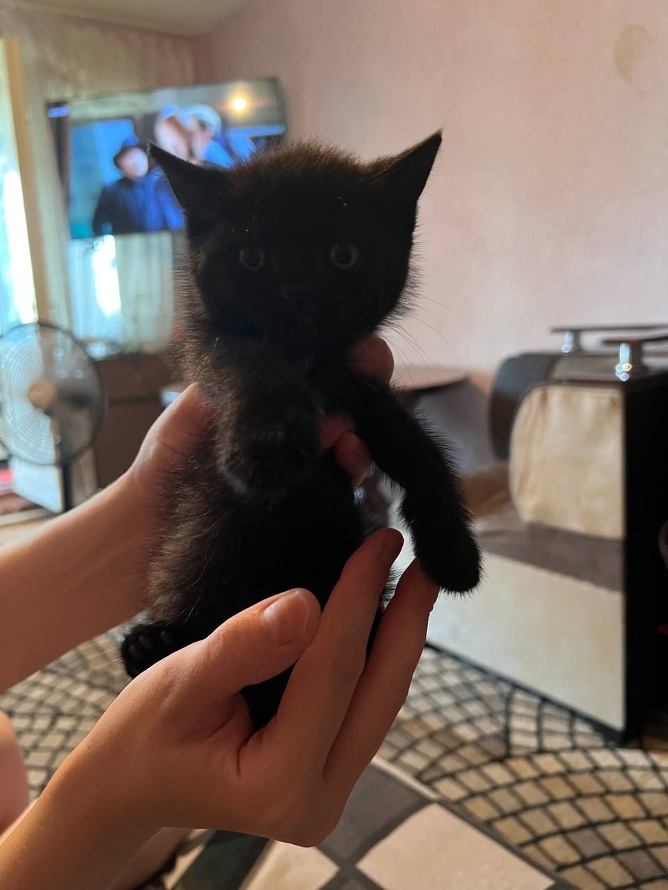 Породистые котята