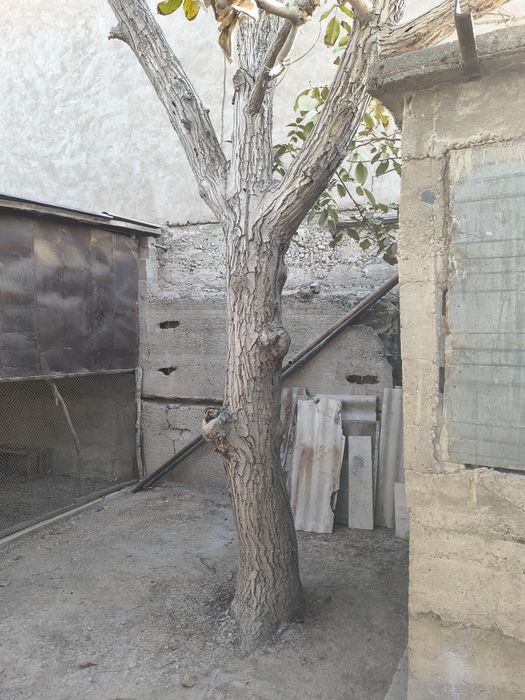 Продаю дерево орех, толстый ствол диаметр 35 см