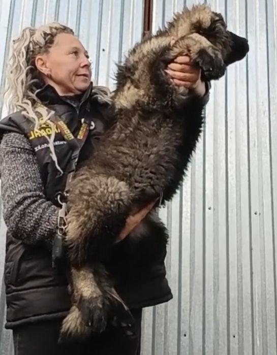 В продаже шикарный щенок кавказской овчарки. 3 месяца сука