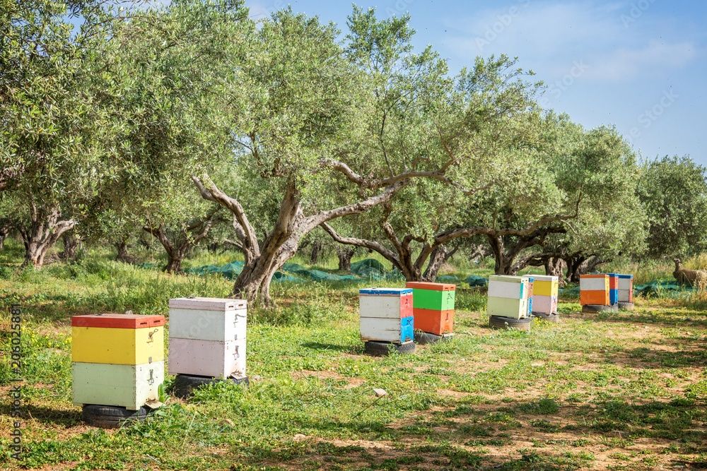 Vând stupi cu familii de albine