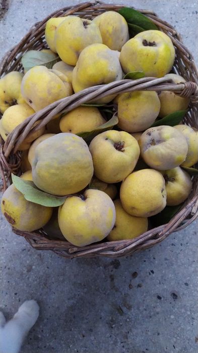 Продается дачная местная айва