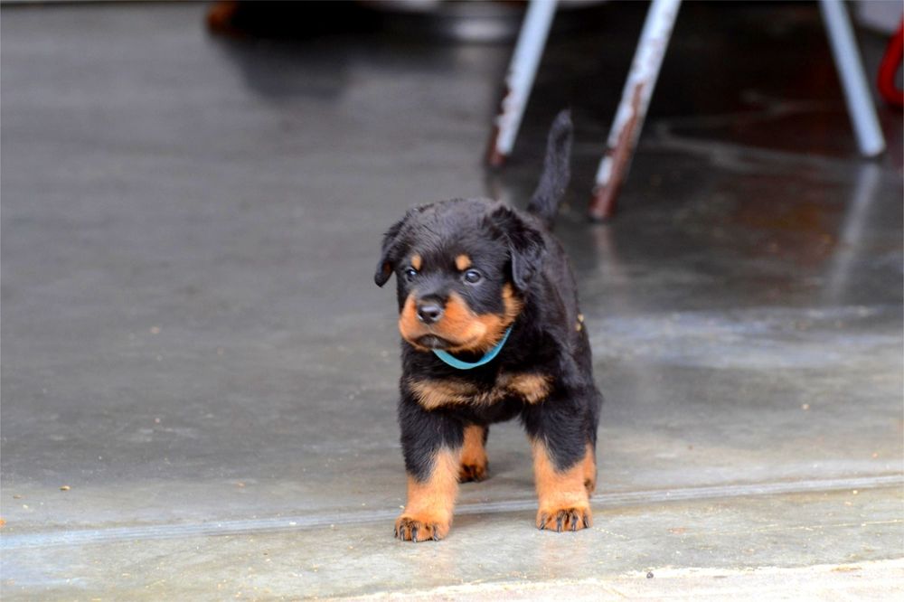 De vânzare pui rottweiler cu pedigree.
