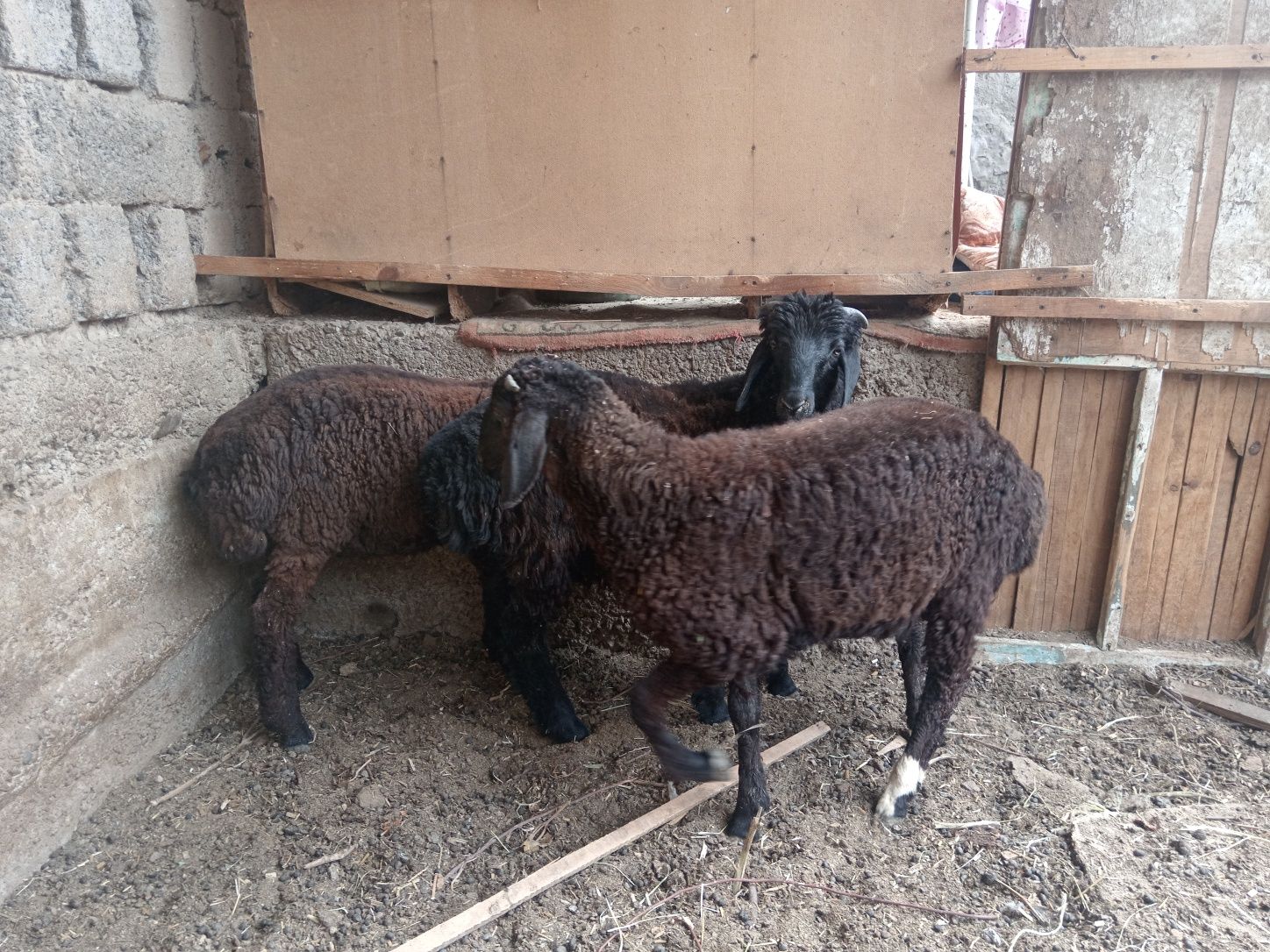 Qochqor qoy koy кочкорлар