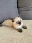 British shorthair colorpoit