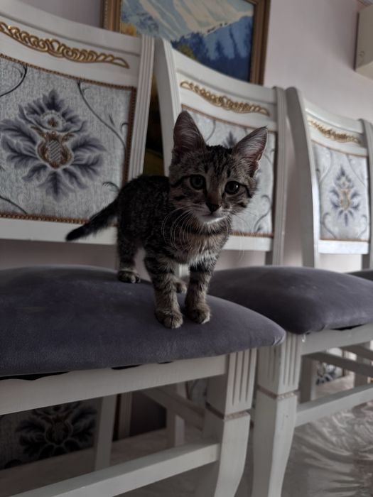 Котенок бесплатно