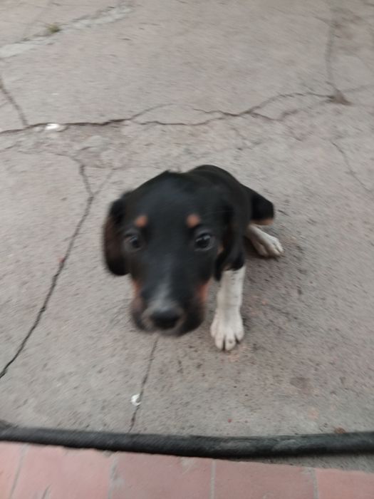 Отдам вдобрые руки