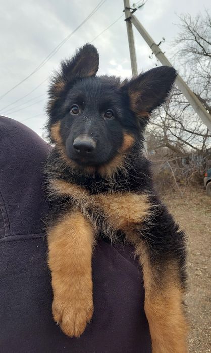 Продаются щенки немецкой овчарки дш