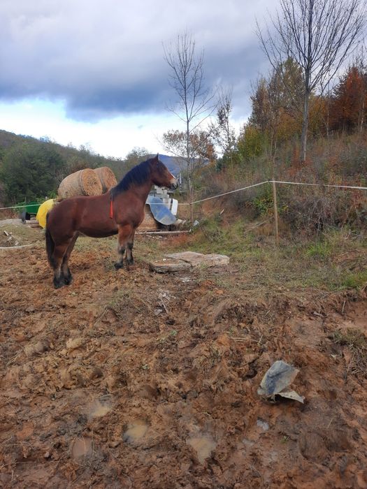 Manza de vanzare 1,6 luni