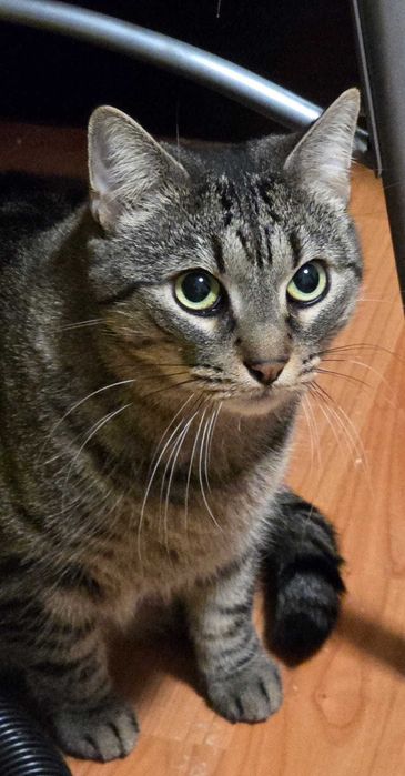 Caut camin urgent pentru cateva pisicute dragalase si cuminti
