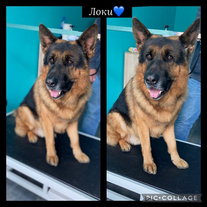 Груминг салон гр.Пловдив