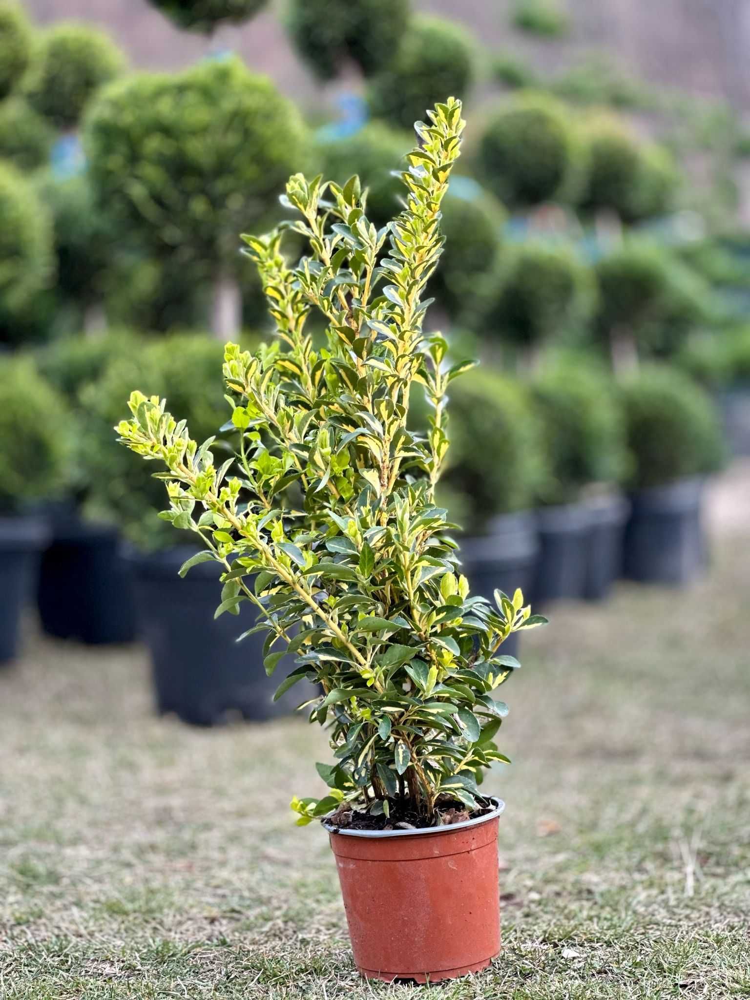 Plante ornamentale pentru orice grădină – Livrare rapidă și gratuită!