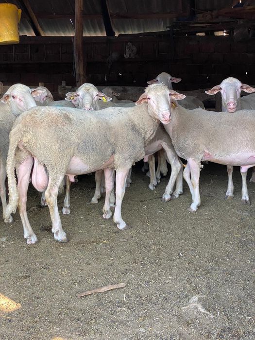 Vând berbeci lacaun