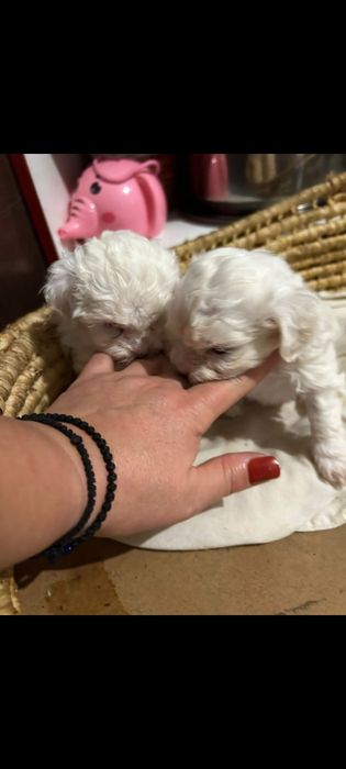 Cadoul de moș pentru oricine