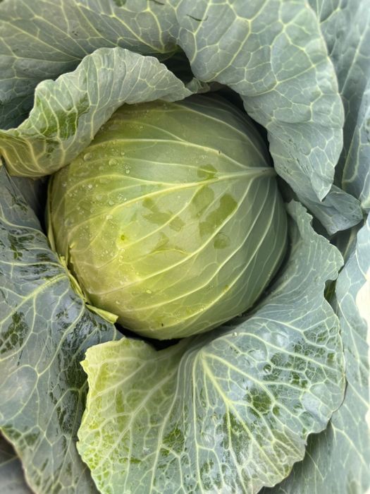 Dovleci Hallowee Kratos Gladiator – Varza de murat - Ceapa- placintari