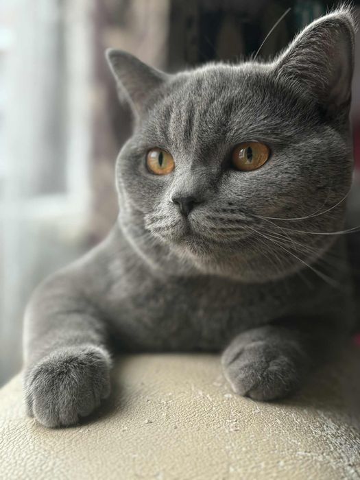 British Shorthair