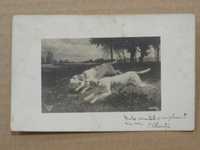 3 carti postale ilustrate  1910