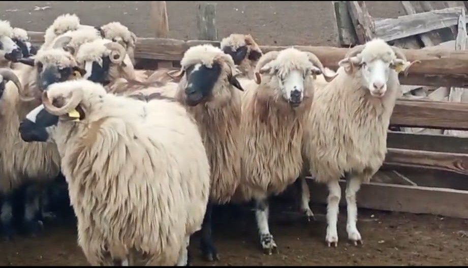 Oi țurcane de vânzare