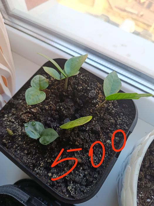 Замиакулькас или долларовое дерево 100