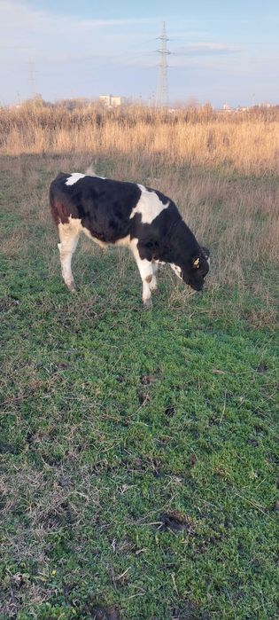 vitei semi intarcati