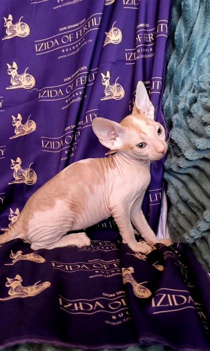 Донски Сфинкс чистокръвно момиченце