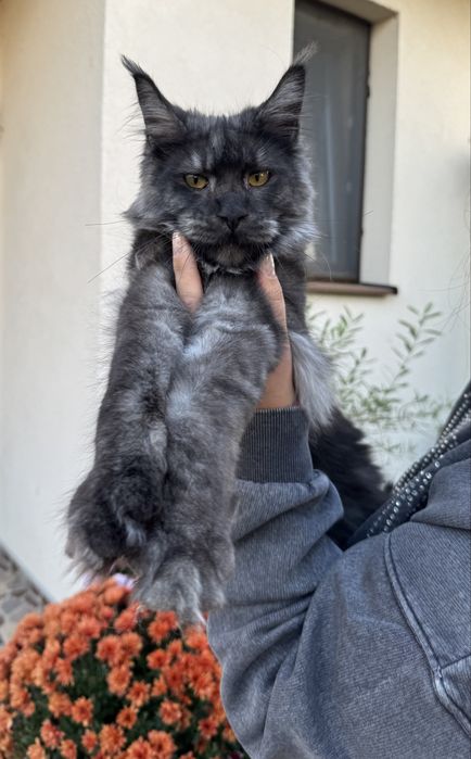 Pisica black smoke Maine Coon