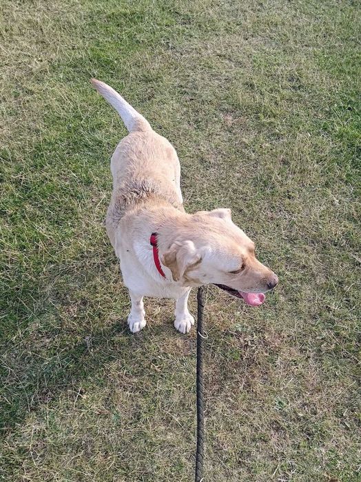 Donez Labrador femela