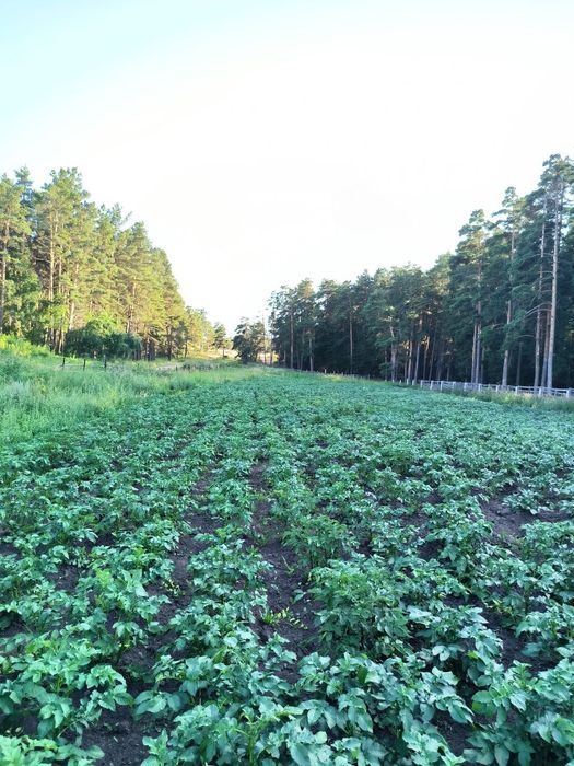 Продам участок в селе Буланды(лесхоз)