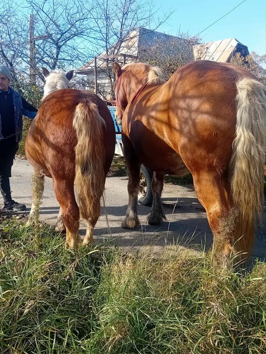 Mânză de 9 luni semi grea
