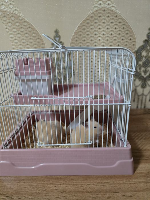 Клетка + 2 хомяка девочки