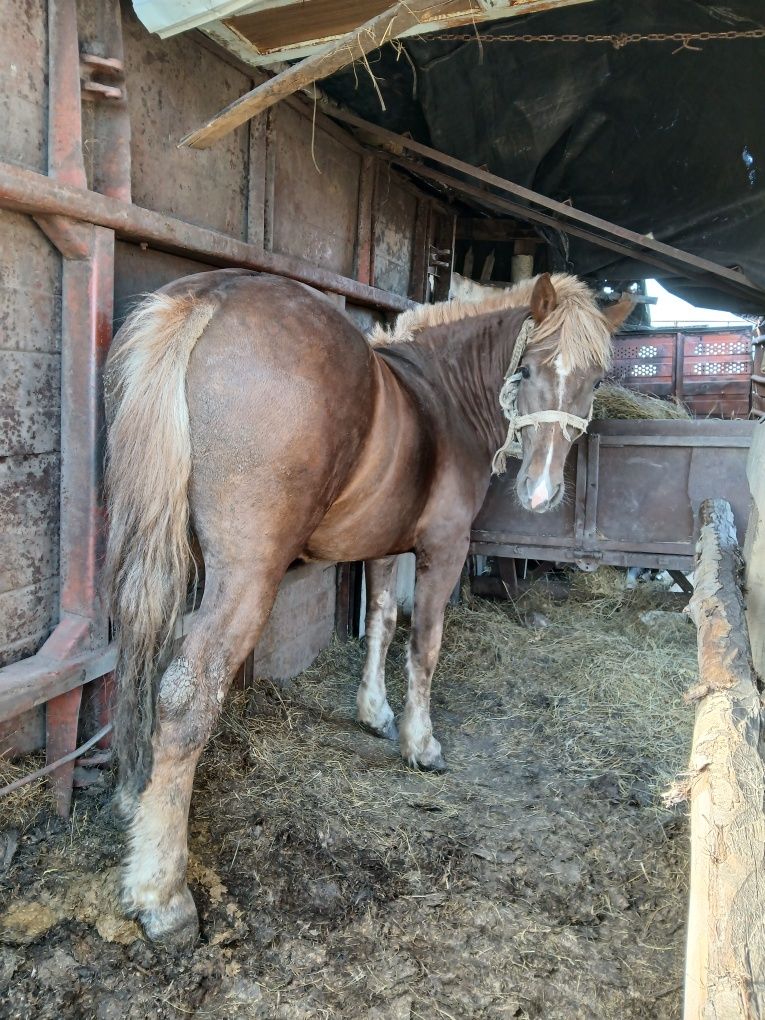 Продам жеребца,кобылы