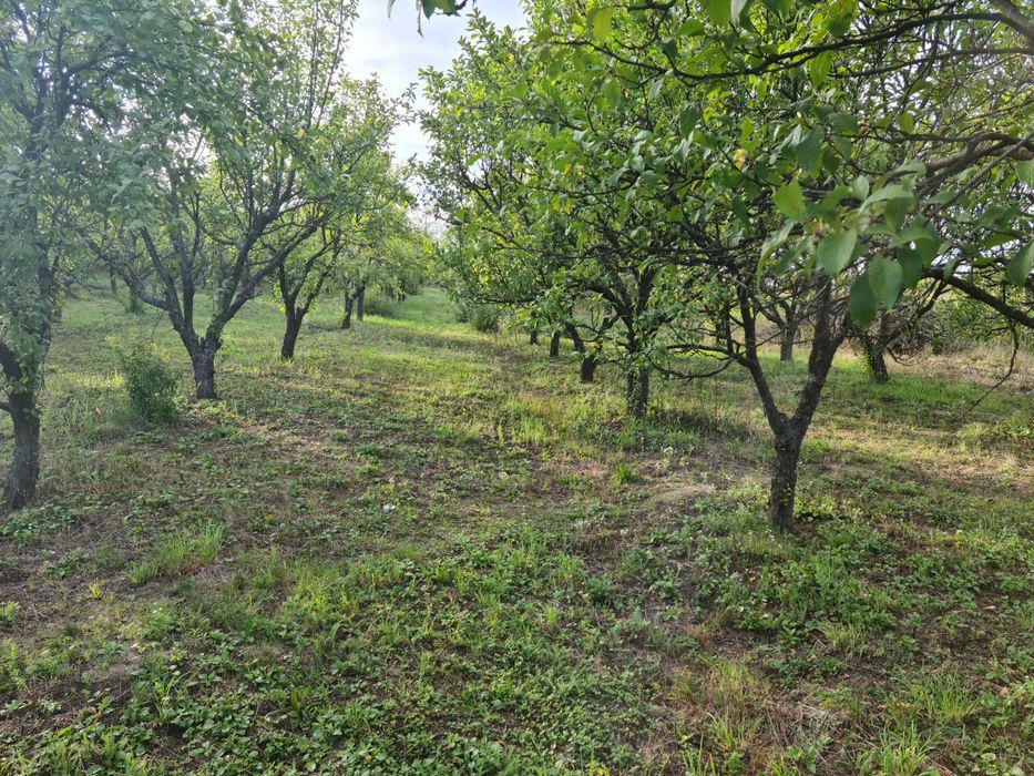 intravilan 28 de ari sau 63 de ari Viile Satu Mare cu livada de pruni